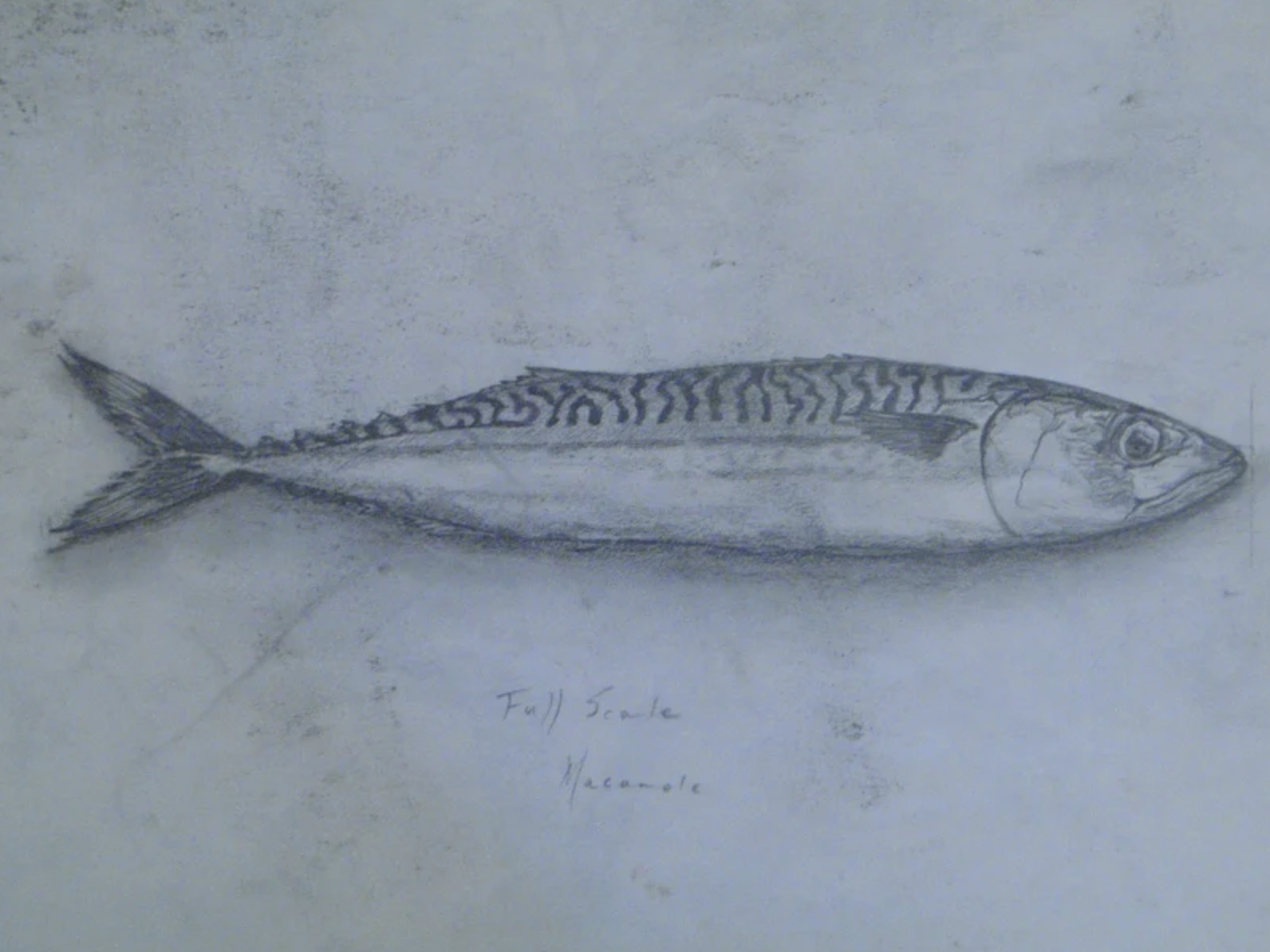 fish