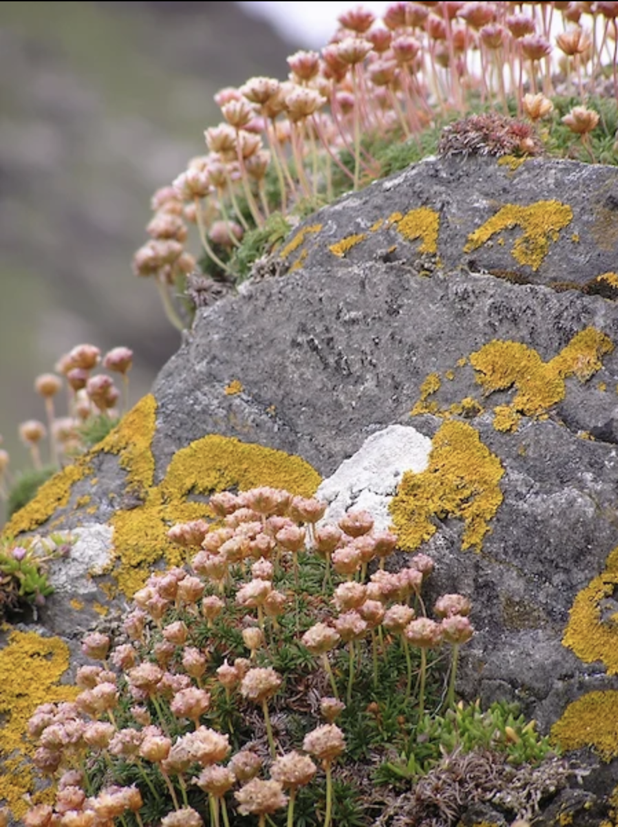 lichens